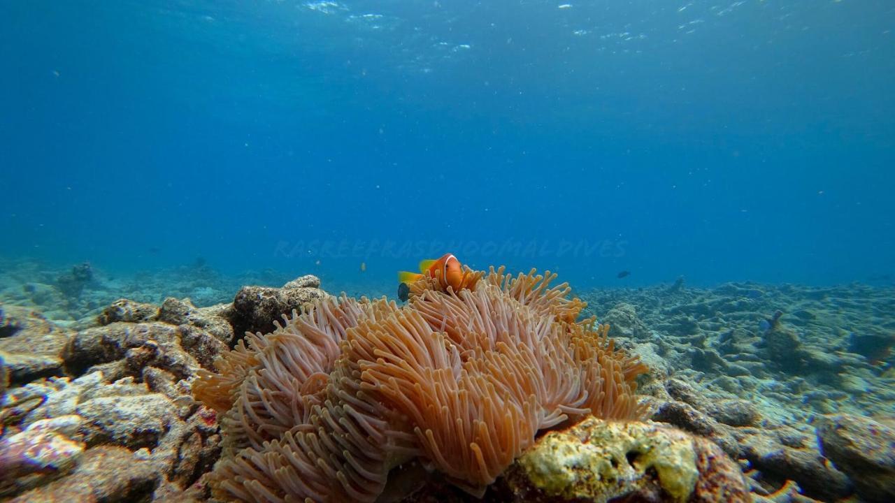 Rasreef Rasdhoo Maldives Ξενοδοχείο Εξωτερικό φωτογραφία
