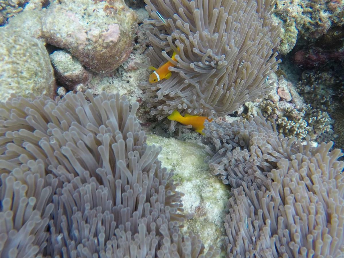 Rasreef Rasdhoo Maldives Ξενοδοχείο Εξωτερικό φωτογραφία